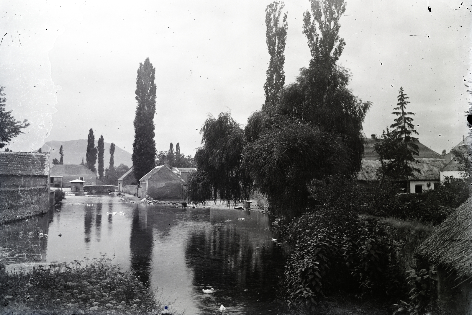 Hungary, Tapolca, Kis-tó, távolban a Szent György-hegy., 1921, Németh András dr., shore, duck, Fortepan #272381