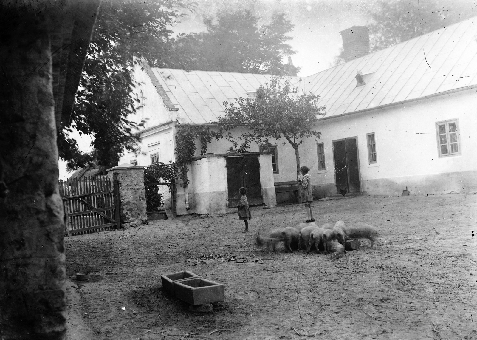 1921, Németh András dr., gyerek, udvar, sertés, itatóvályú, Fortepan #272385