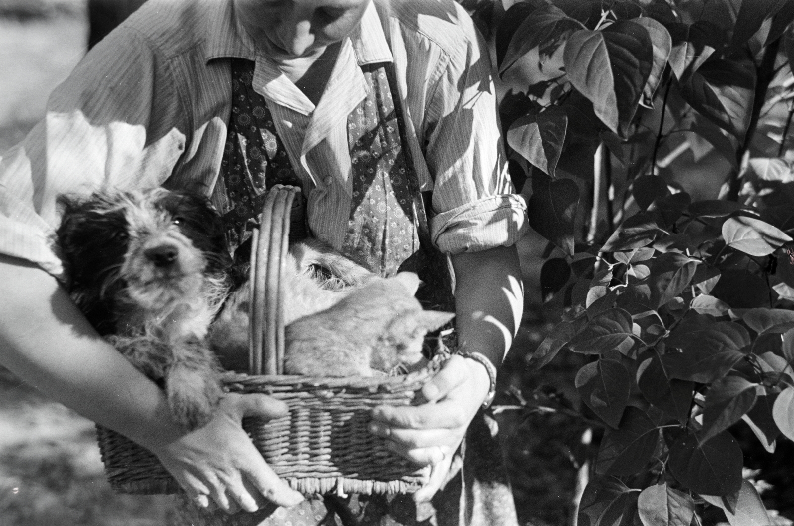 Hungary, Eger, Felnémet (ekkor önálló, ma a város része), egy kosár kutyus és cica., 1951, Kern család, hold in arms, dog, puppy, cat, wickerwork, Fortepan #273299