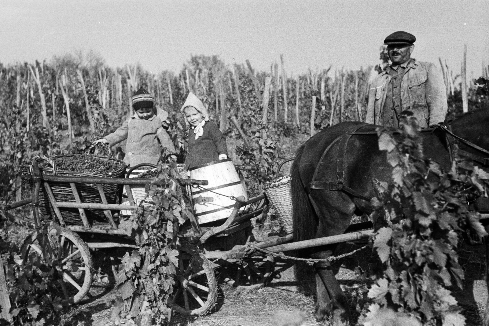 Magyarország, Eger, Felnémet (ekkor önálló, ma a város része), a szőlőhegyen szüretkor készült a felvétel., 1949, Kern család, szekér, lovaskocsi, kislány, hordó, kisfiú, szőlőtőke, kosár, Fortepan #273405