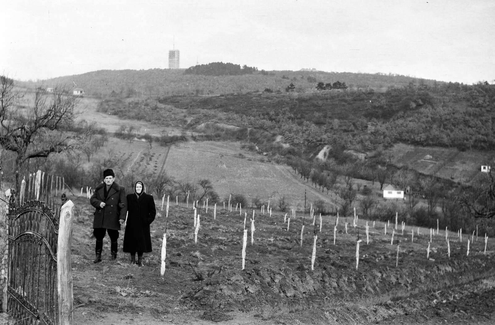 Hungary, Budapest XI.,Budapest XII., a felvétel a Kakukkhegyi út és a Garabonciás utca közötti gyümölcsöskertben ksézült. Távolban a Széchenyi-hegyi TV torony látható., 1957, Vajda Márton, Budapest, man and woman, peasant, Fortepan #273578