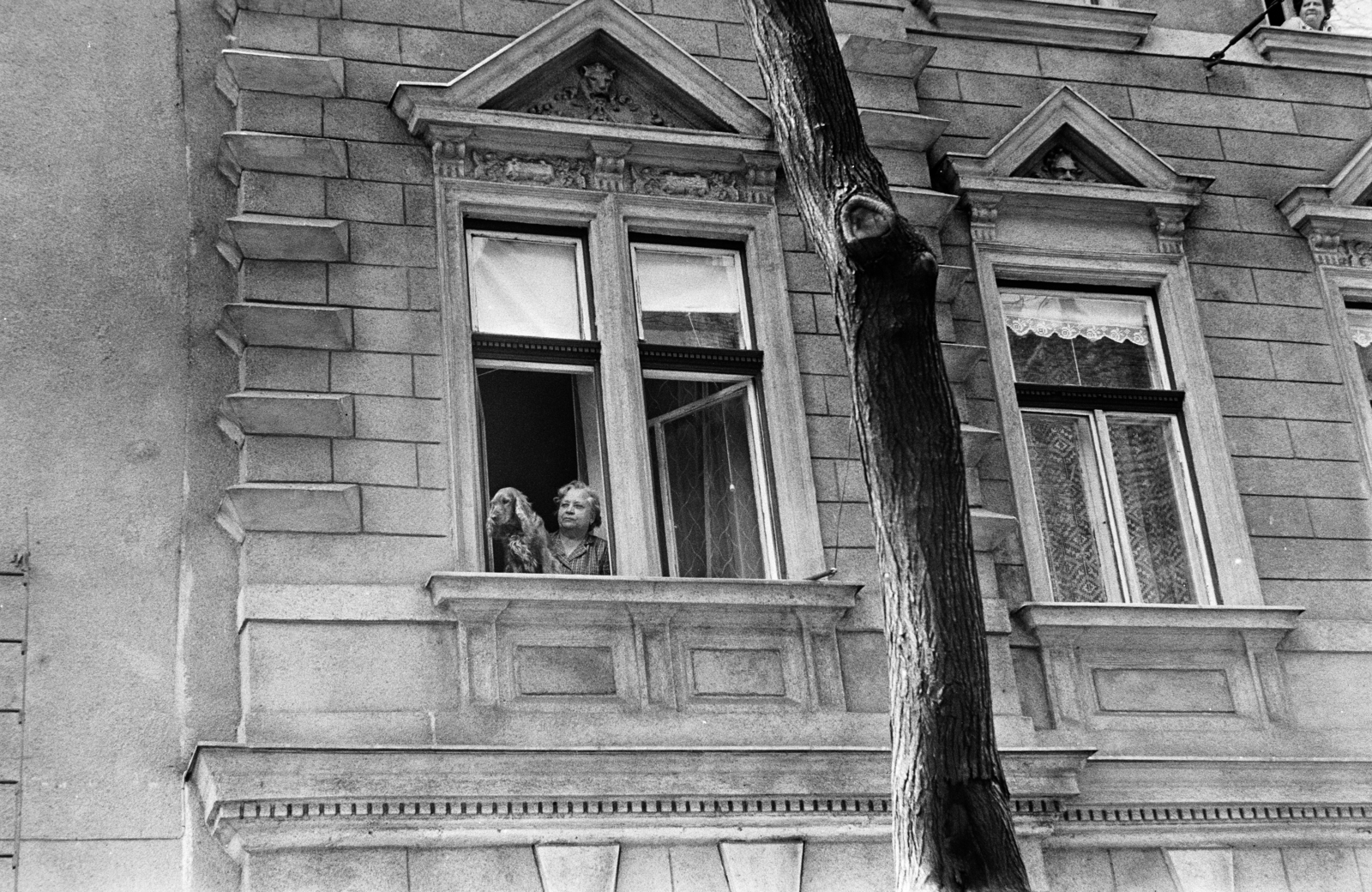1966, Szilvási hagyaték, leaning out of the window, dog, Fortepan #273855