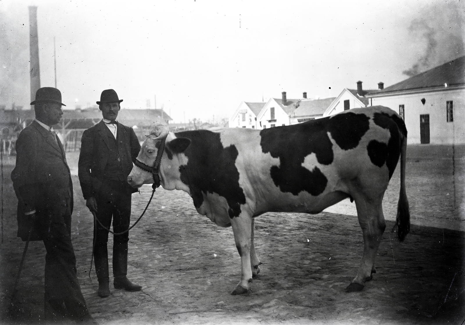 Hungary, 1920, Bachler család, cattle, Fortepan #273915