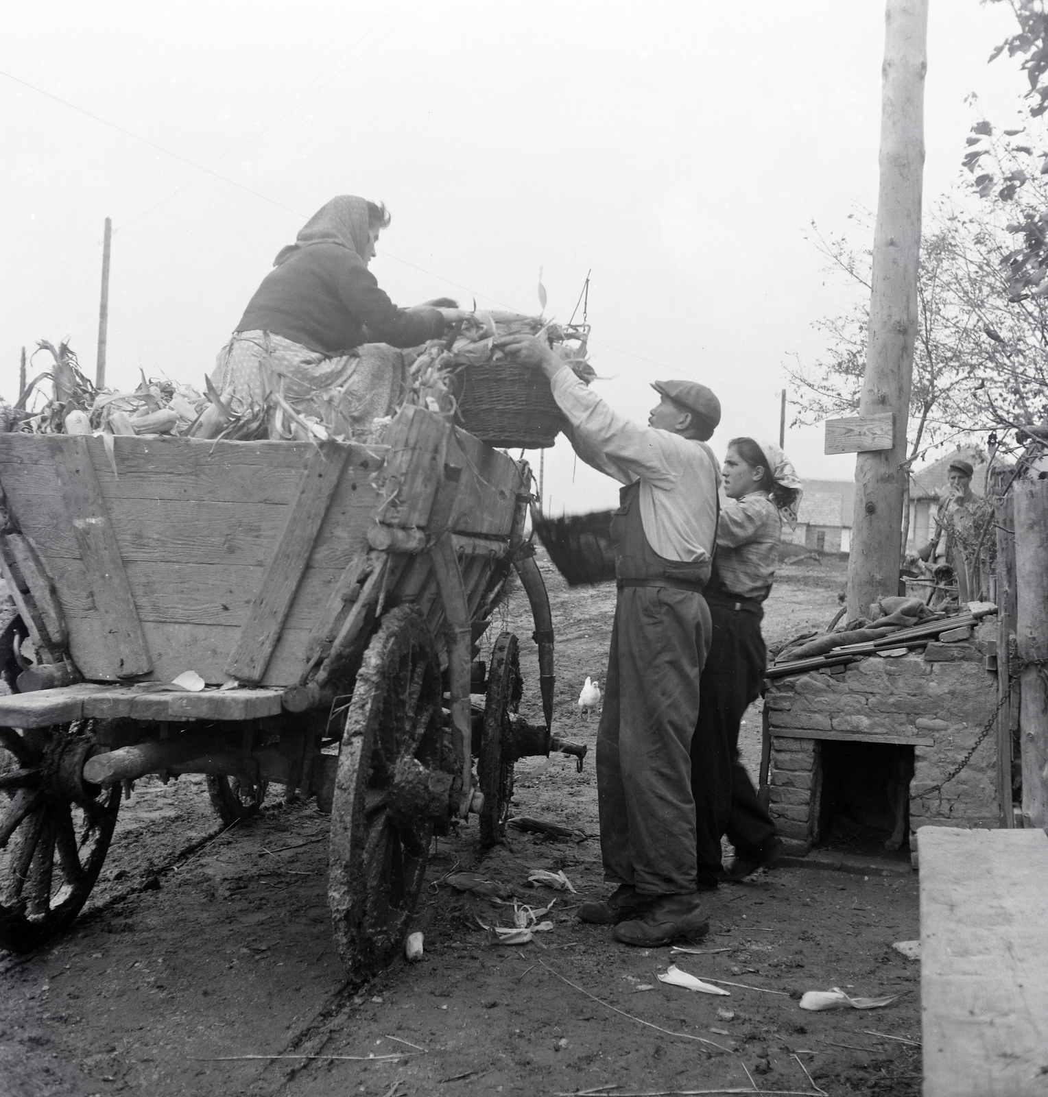 1959, Kotnyek Antal, vesszőkosár, szekér, Fortepan #274109
