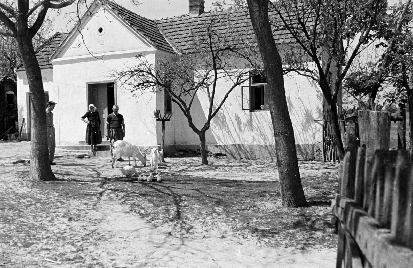 1958, Hajdú György, poultry, yard, lamb, goat, Fortepan #275204