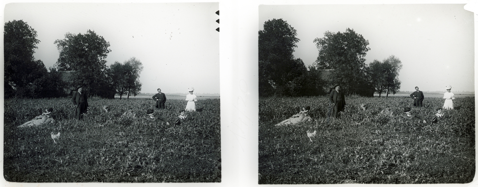 1906, Schoch Frigyes, tableau, farm, poultry, stereophoto, Fortepan #27559