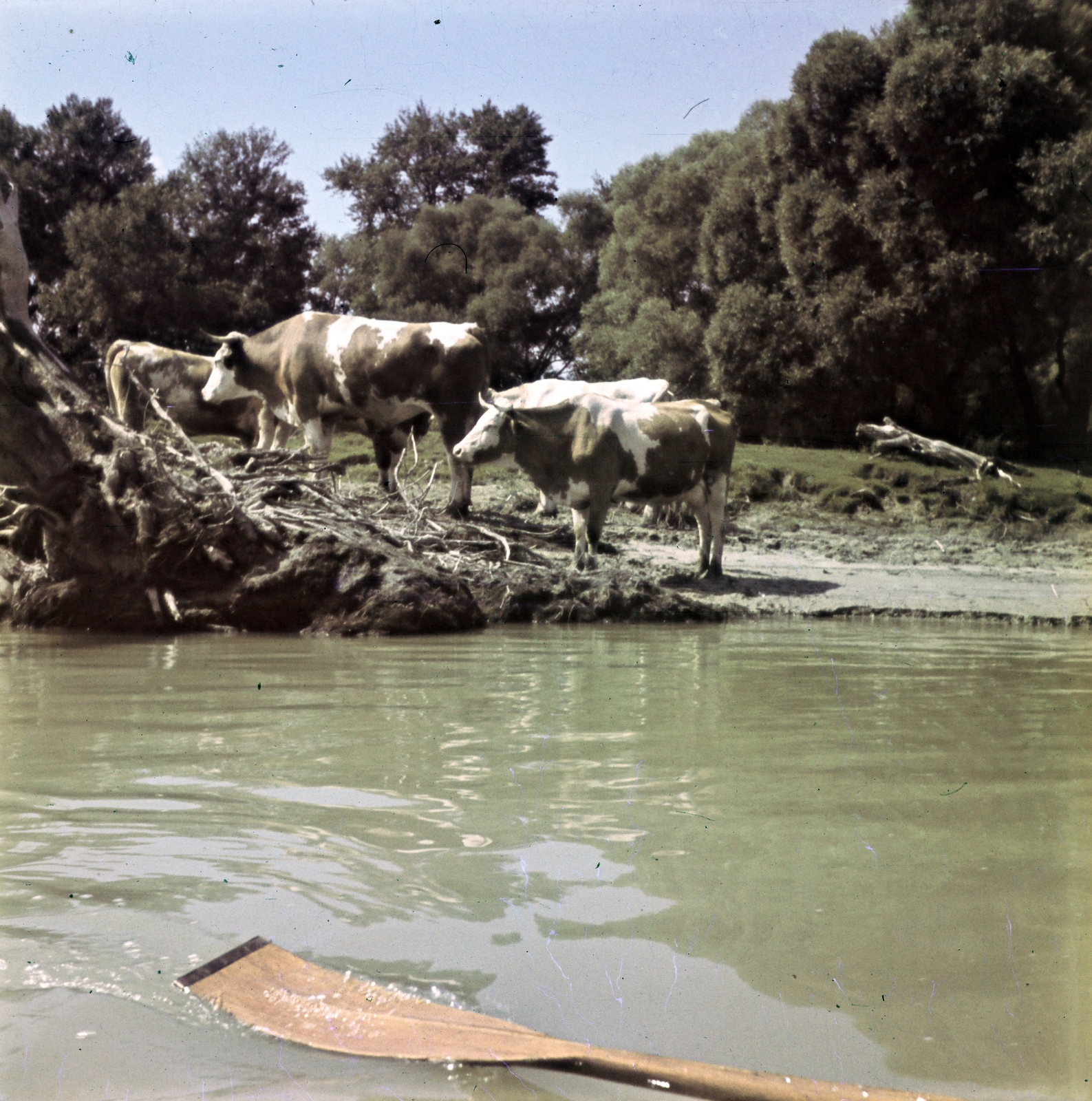 1941, Koncz Nándor, cattle, photo aspect ratio: square, colorful, Fortepan #276746