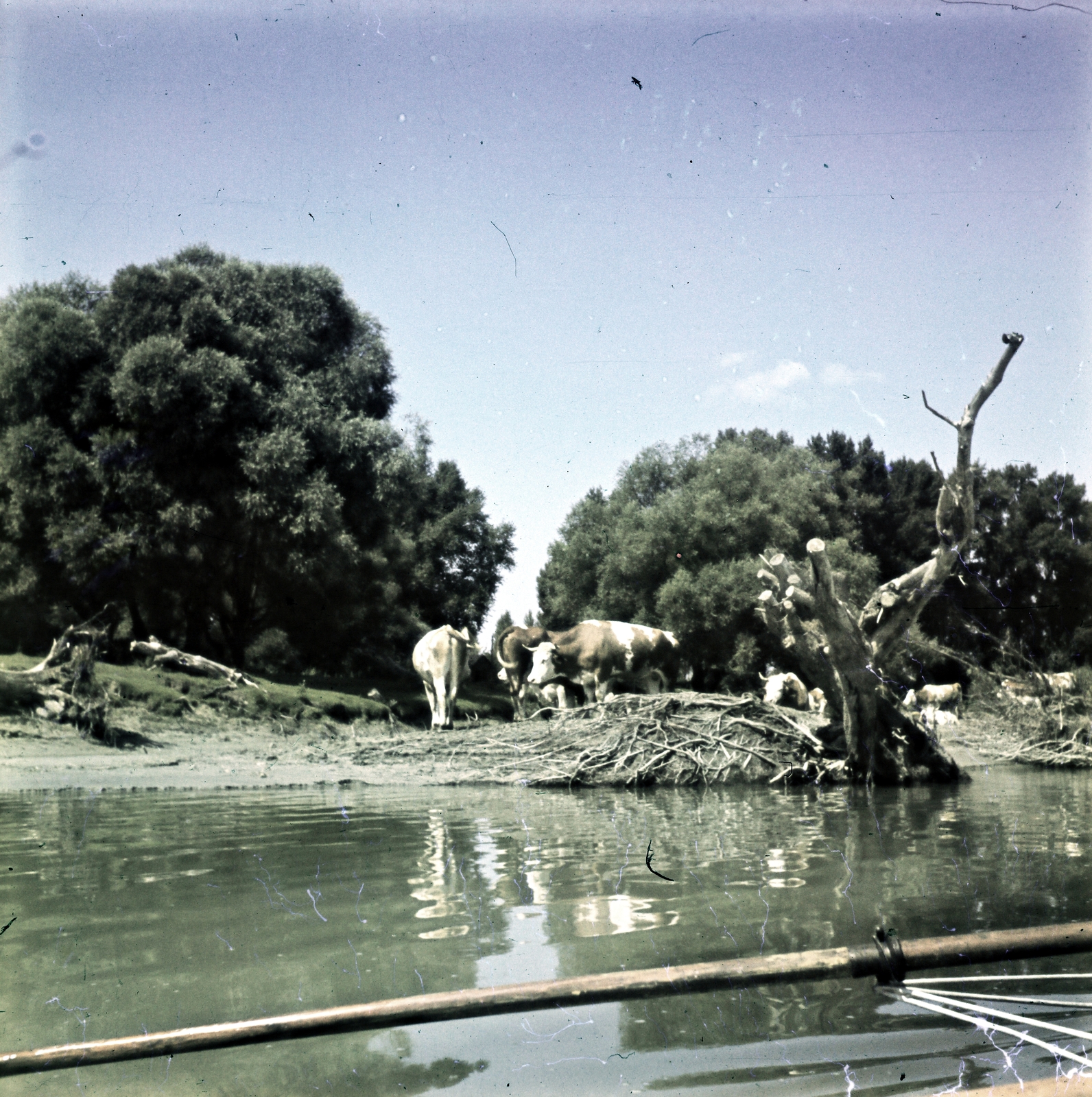 1941, Koncz Nándor, cattle, photo aspect ratio: square, shore, colorful, Fortepan #276747