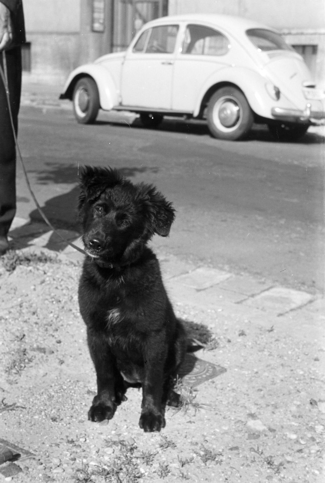 1973, Obetkó Miklós, dog, Volkswagen Beetle, Fortepan #277484