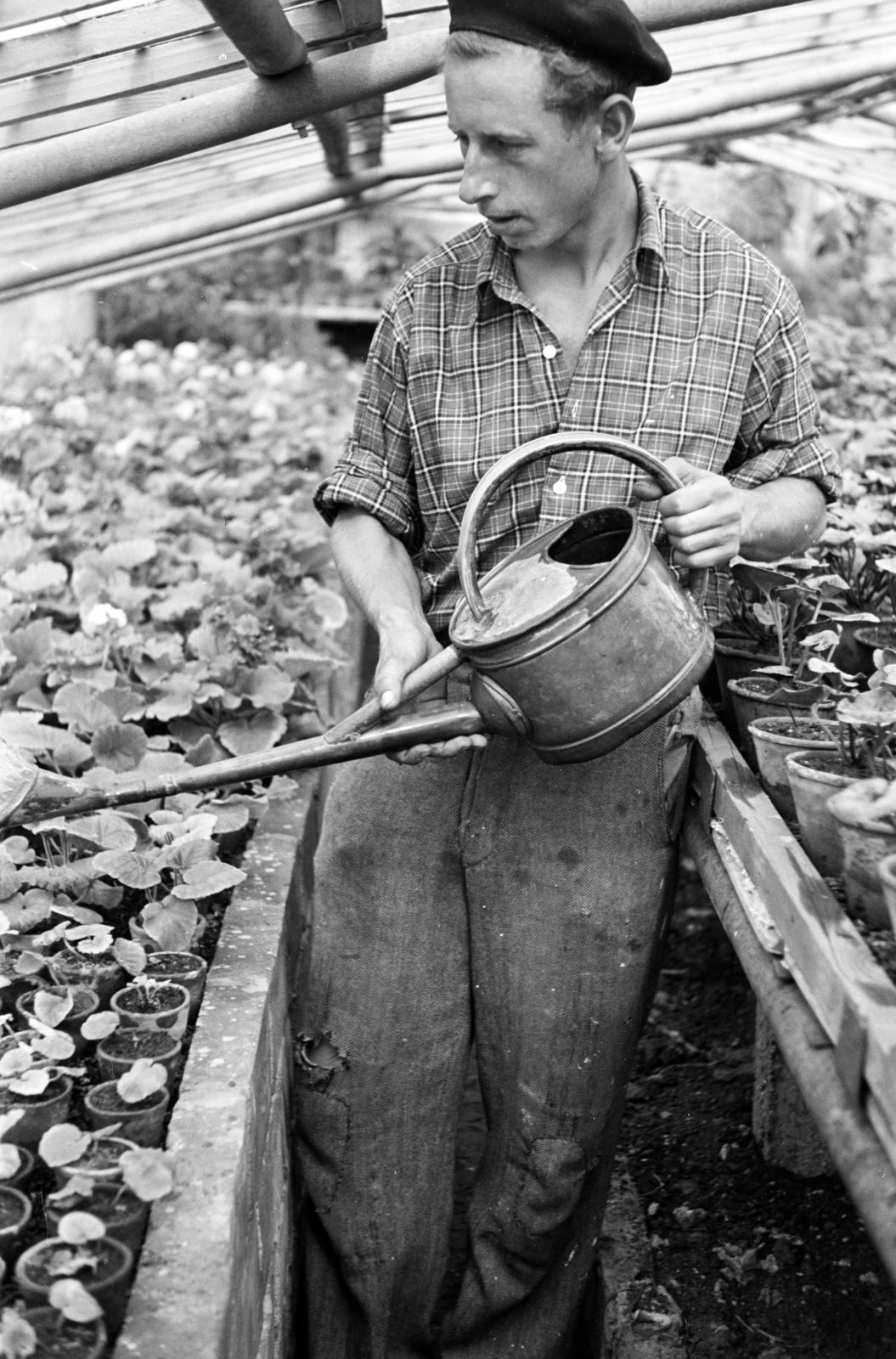 1960, Artfókusz, greenhouse, gardener, watering can, Fortepan #278276