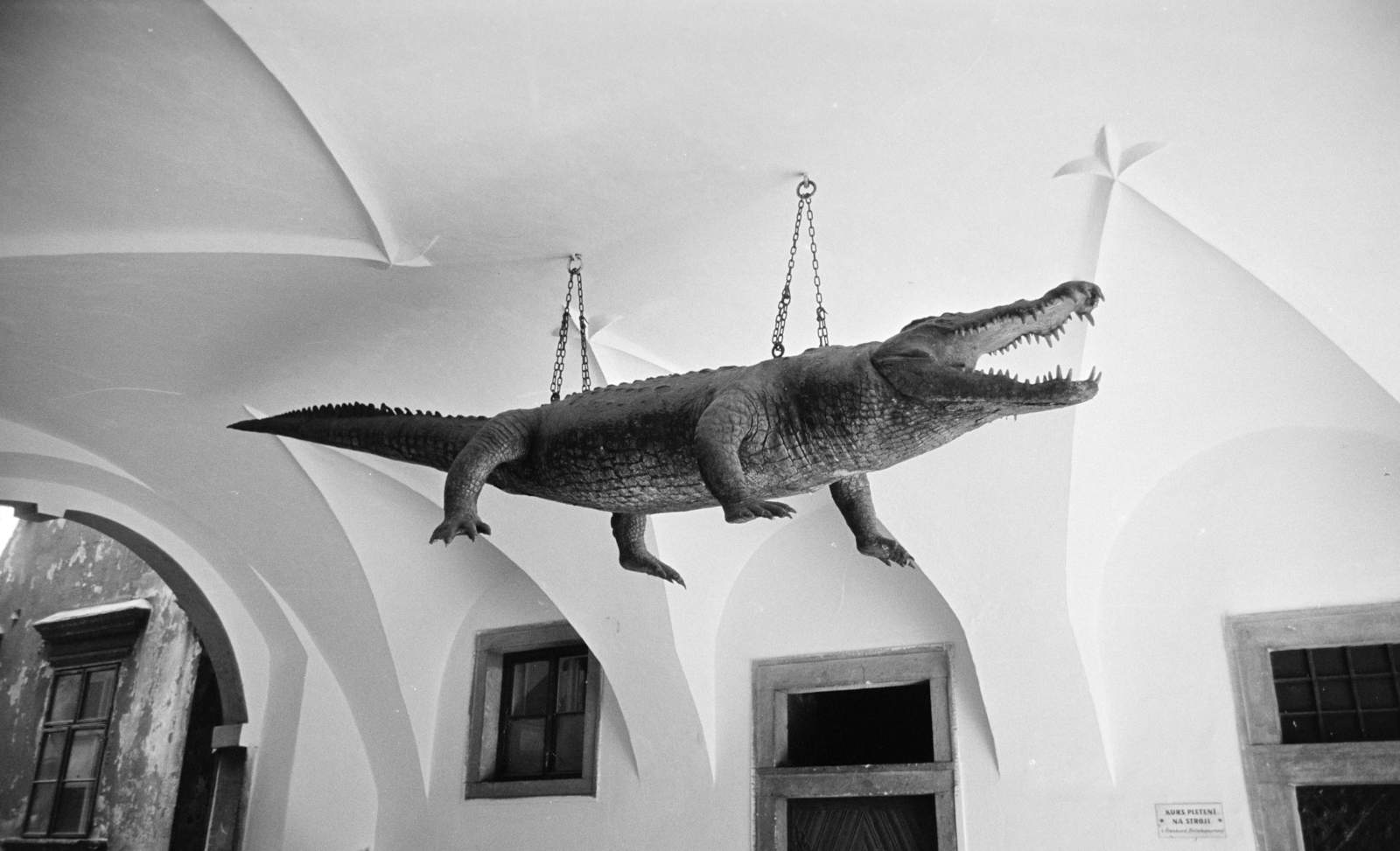 Czech Republik, Brno, Radnická ulice, a "Brnói sárkány" a Régi városháza (Stará radnice) kapualjában., 1963, Artfókusz, Best of, crocodile, dangling, taxidermy, gateway, Czechoslovakia, Fortepan #278439