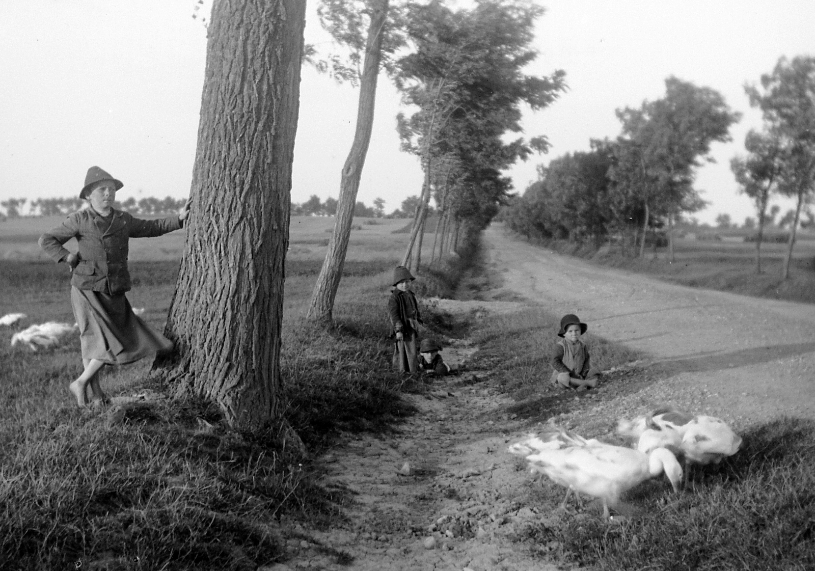 1901, Fortepan, village, goose, poultry, landscape, kids, herdsboy, leg over leg, child labour, Fortepan #2801