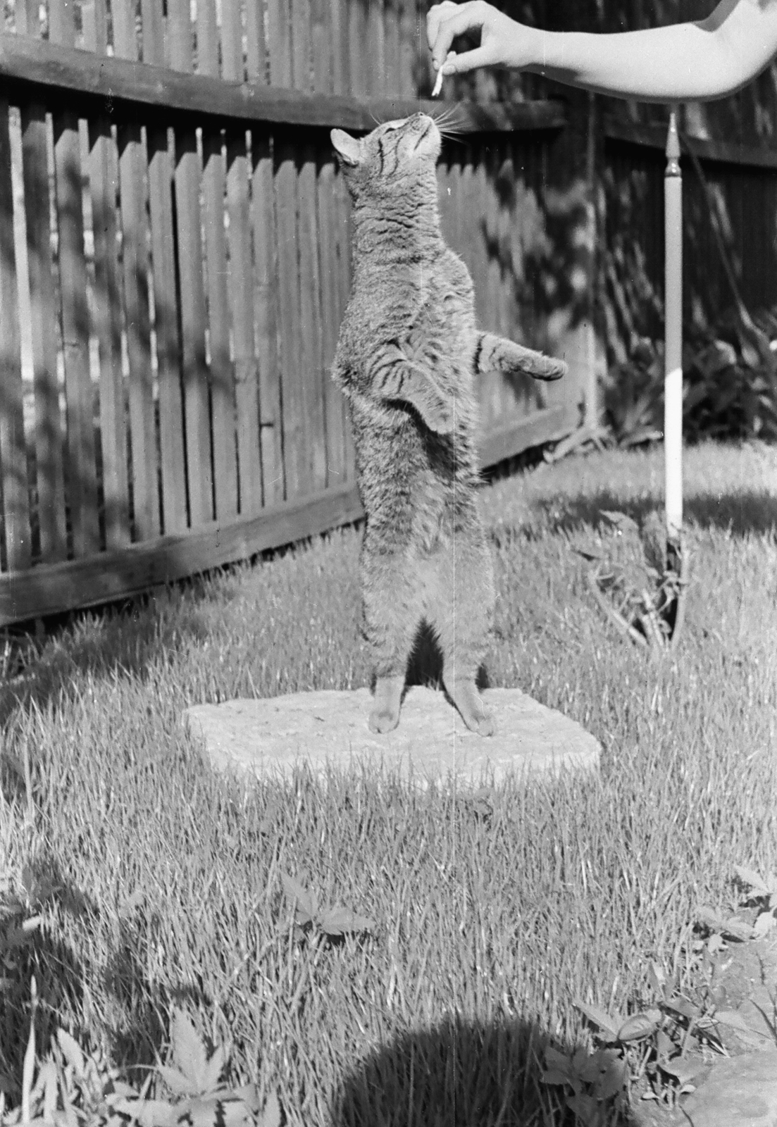 Hungary, Budapest XVIII., 1958, Umann Kornél, cat, Budapest, Fortepan #28029