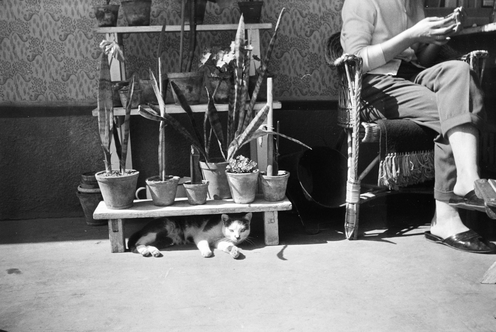 1963, Artfókusz, Best of, erroneous photo, indoor plants, cat, slippers, Fortepan #281165