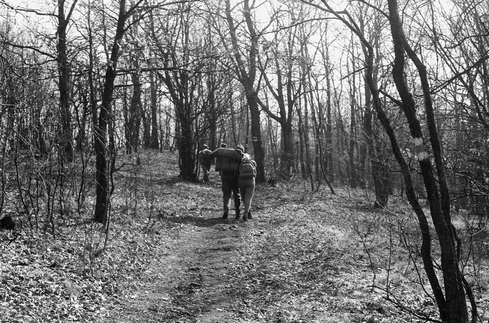 1960, Umann Kornél, excursion, woods, Fortepan #28127