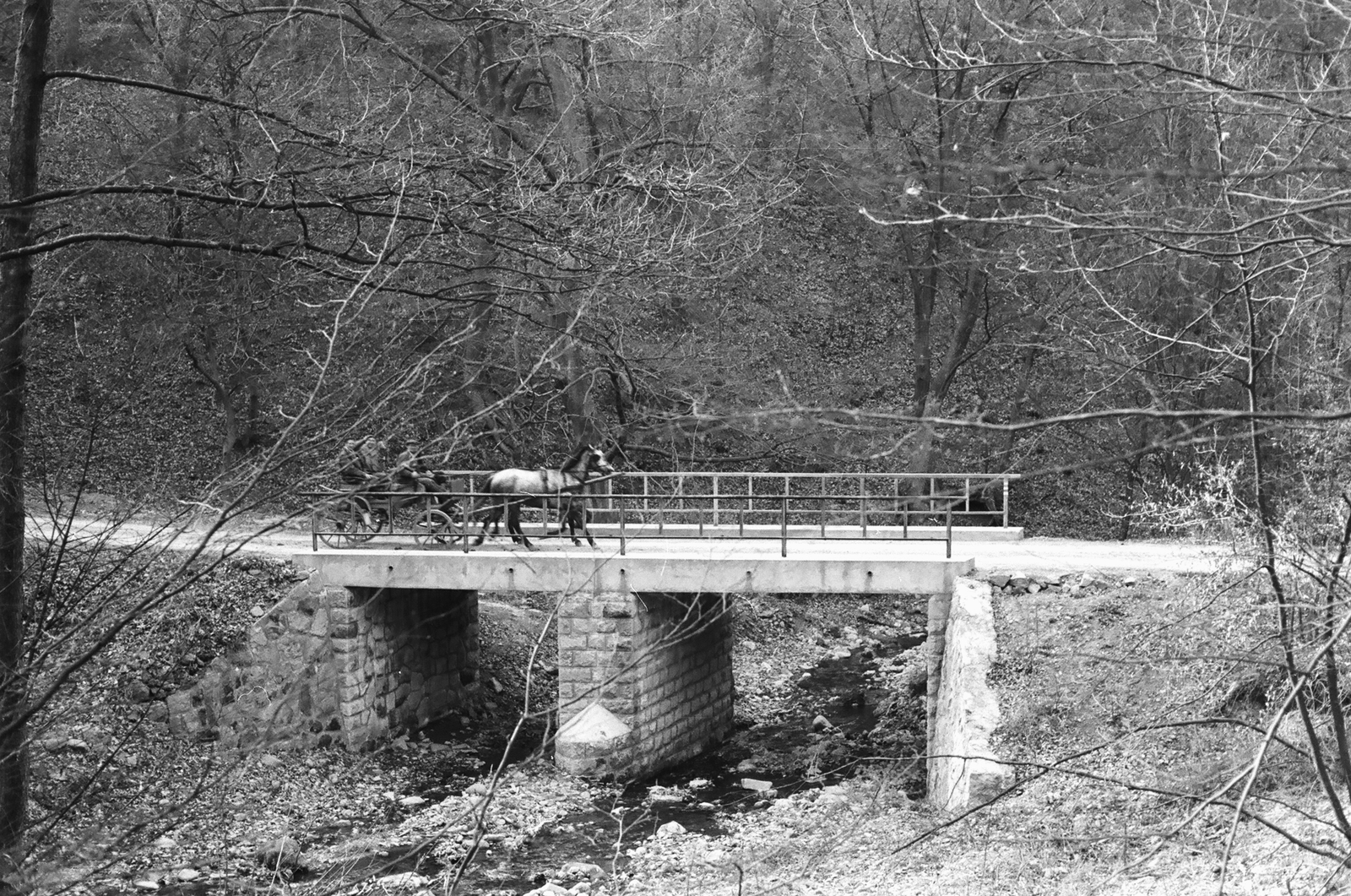 1960, Umann Kornél, horse, carriage, Horse-drawn carriage, bridge, woods, Fortepan #28134