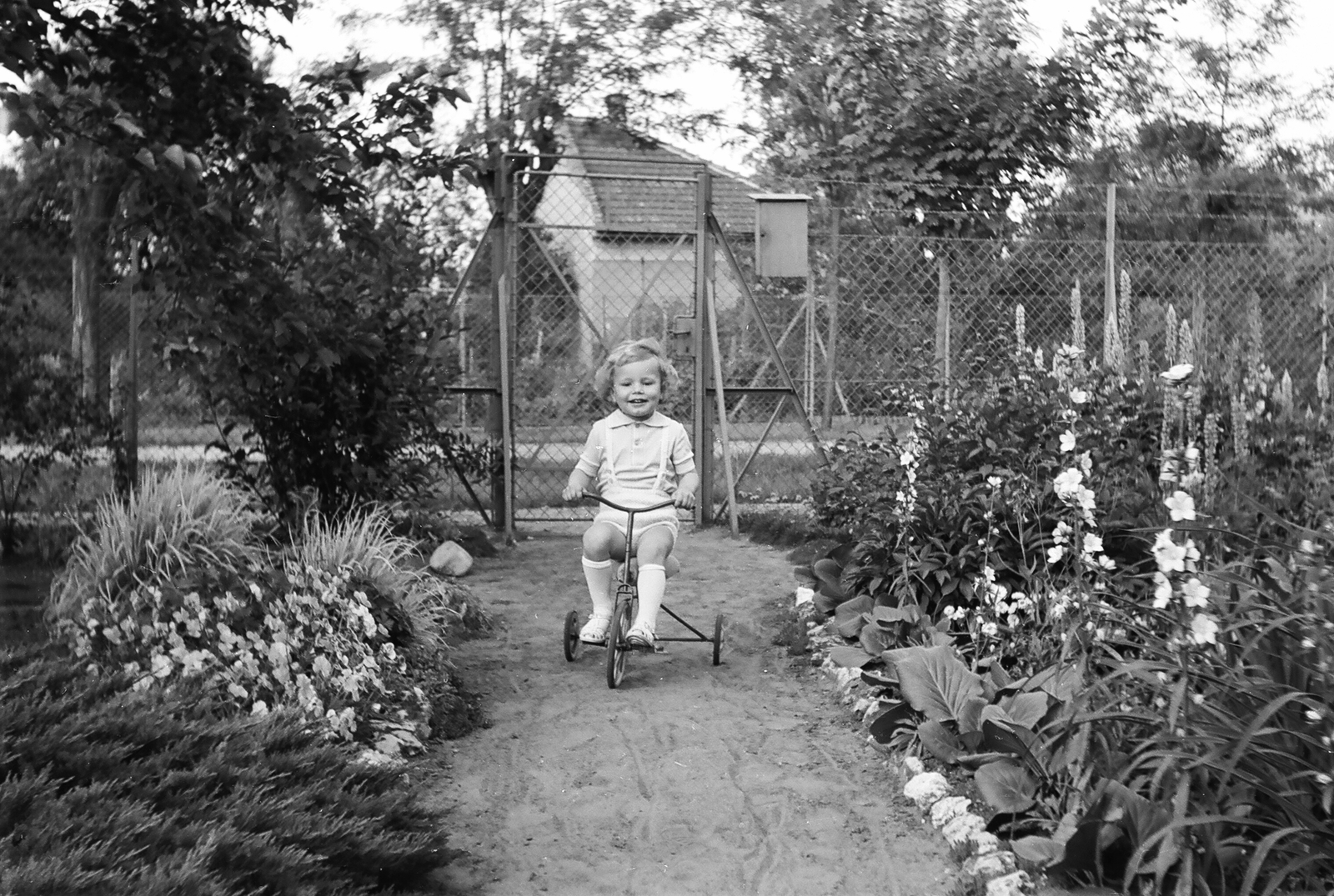 Hungary, Budapest XVIII., 1972, Umann Kornél, garden, yard, gate, tricycle, fence, kid, Budapest, flower bed, Fortepan #28213