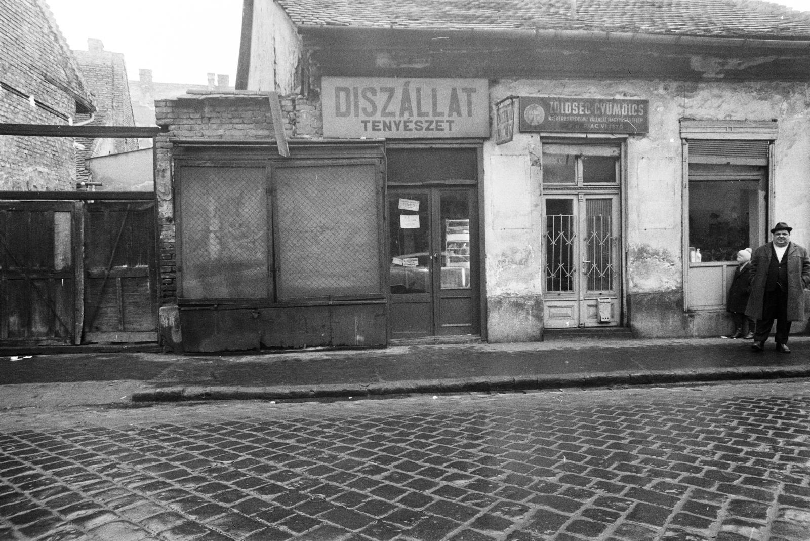 Hungary, Budapest IV., Kemény Gusztáv utca 2., Díszállat tenyészet díszhal és madár üzlete. A kép forrását kérjük így adja meg: Fortepan / Budapest Főváros Levéltára. Levéltári jelzet: HU.BFL.XV.19.c.10, 1971, Budapest Főváros Levéltára / BRFK helyszínelési fényképei, BRFK Hivatala Bűnügyi Technikai Osztály, Best of, window bars, greengrocer, pet store, store display, Budapest, Fortepan #282356