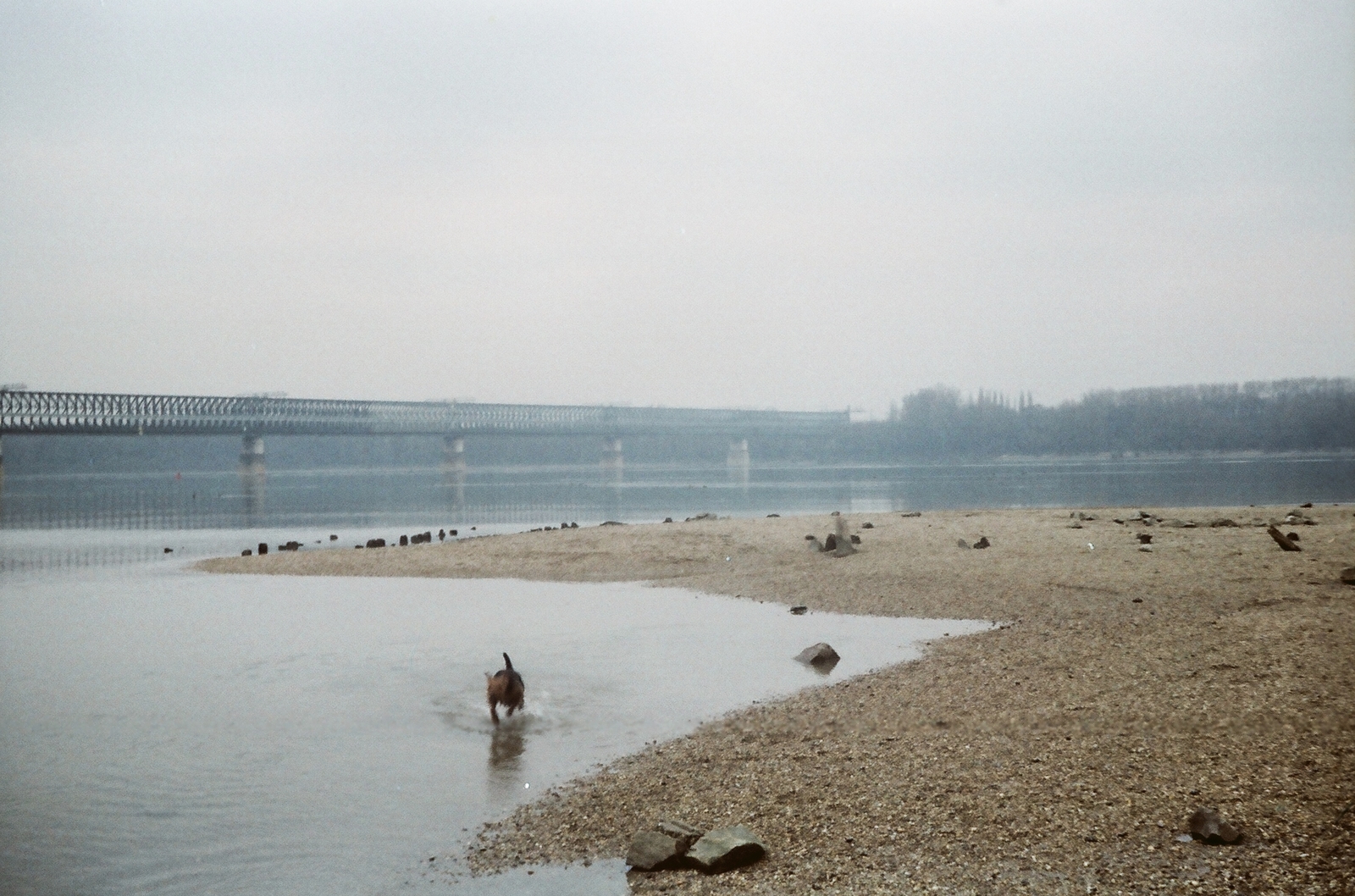 Hungary, Budapest III., az Újpesti vasúti híd, a Hajógyári-sziget északi csúcsától., 1988, Umann Kornél, railway, colorful, bridge, dog, railway bridge, shore, Budapest, Fortepan #28256
