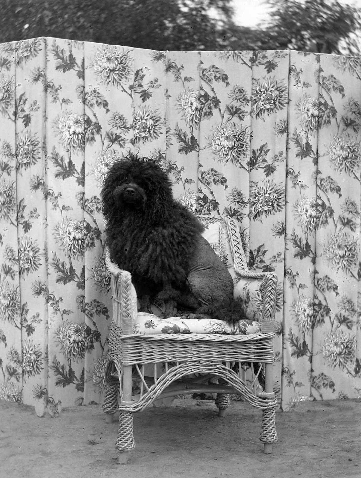 1902, Zichy, dog, furniture, folding screen, Fortepan #2829