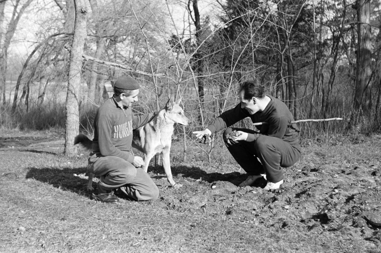 Hungary, Tata, Baji út, Tatai Edzőtábor., 1954, Bihari Erzsébet-Németh Tamás Lajos, dog, animal trainer, Fortepan #284454