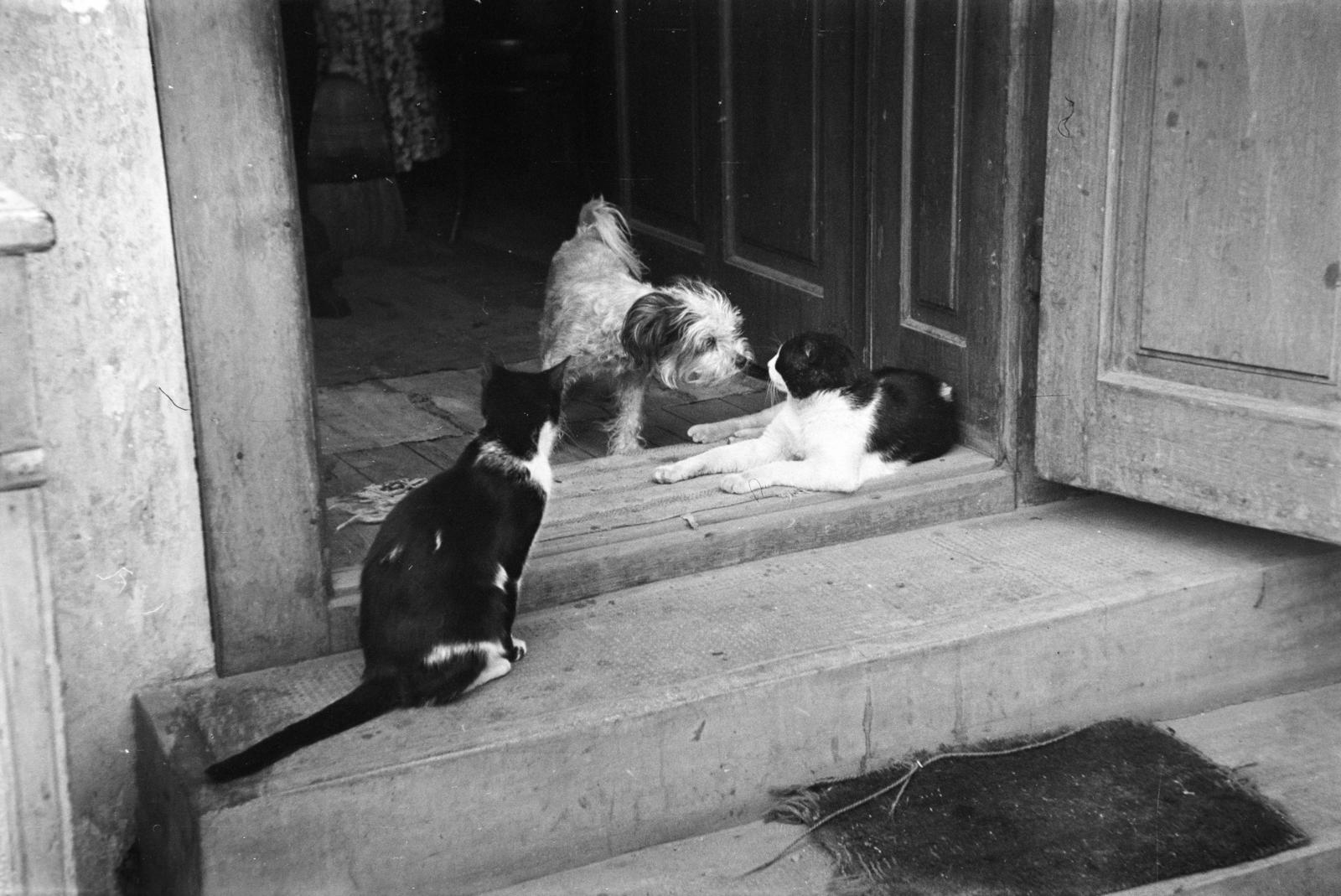 1942, Fortepan/Album090, cat, dog, friendship, Fortepan #284945