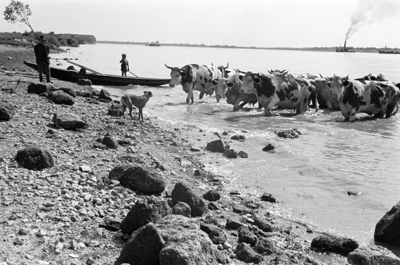 Magyarország, Budapest XXII., Duna-part, a felvétel a Nagytétényi Kastély közelében készült., 1933, Gara család, Budapest, folyópart, szarvasmarha, kutya, Fortepan #285024