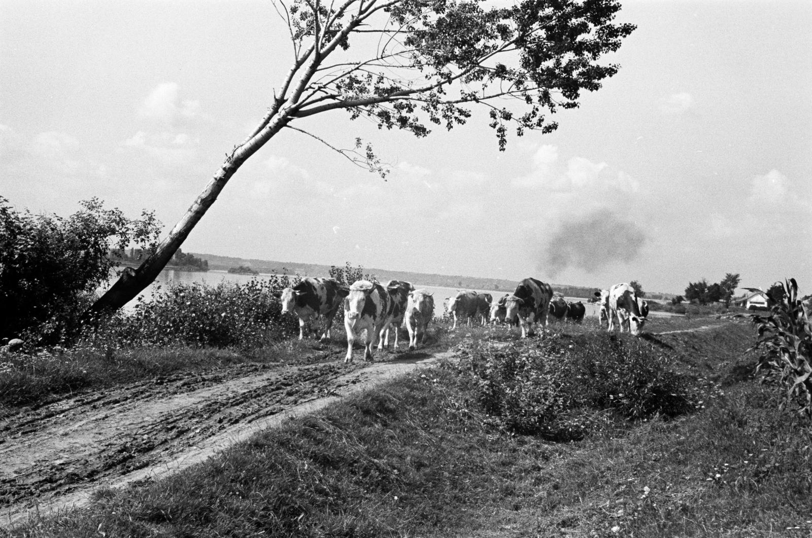 Hungary, Budapest XXII., Duna-part, a felvétel a Nagytétényi Kastély közelében készült., 1933, Gara család, slanted, Budapest, Fortepan #285031