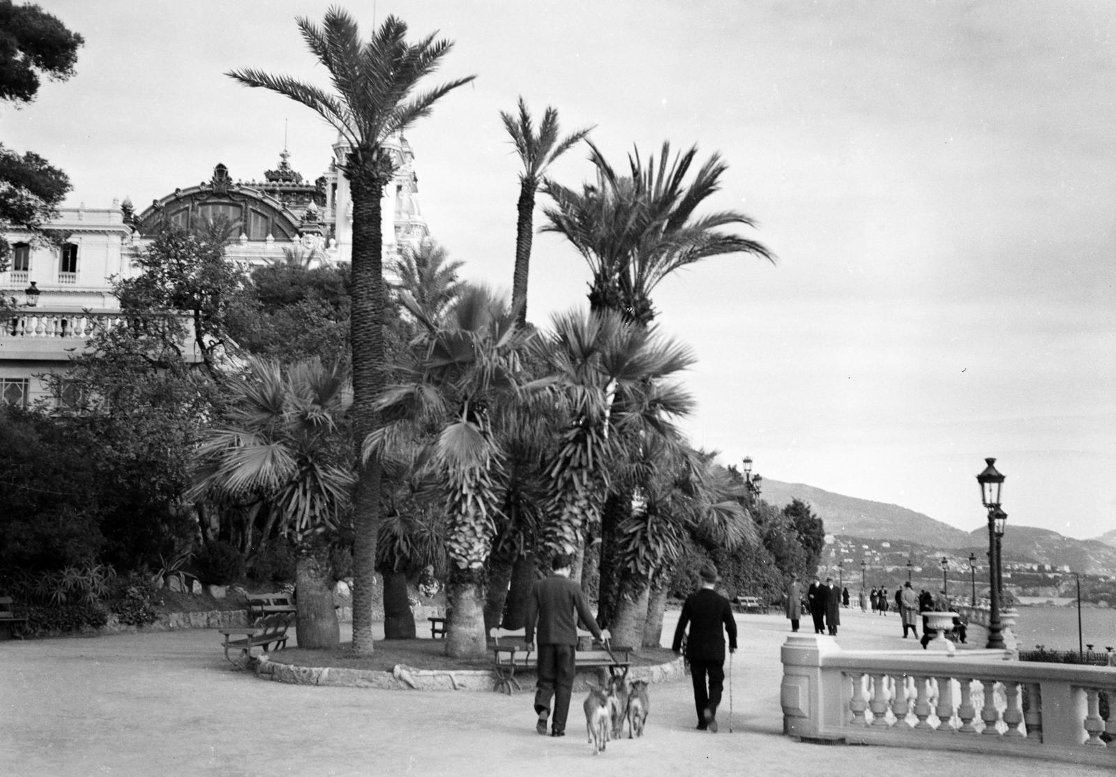 Monaco, Monte-Carlo, Avenue de Monte-Carlo, balra a fák takarásában a kaszinó épülete., 1930, Gara Andor, walking the dog, palm tree, walk, Fortepan #285154