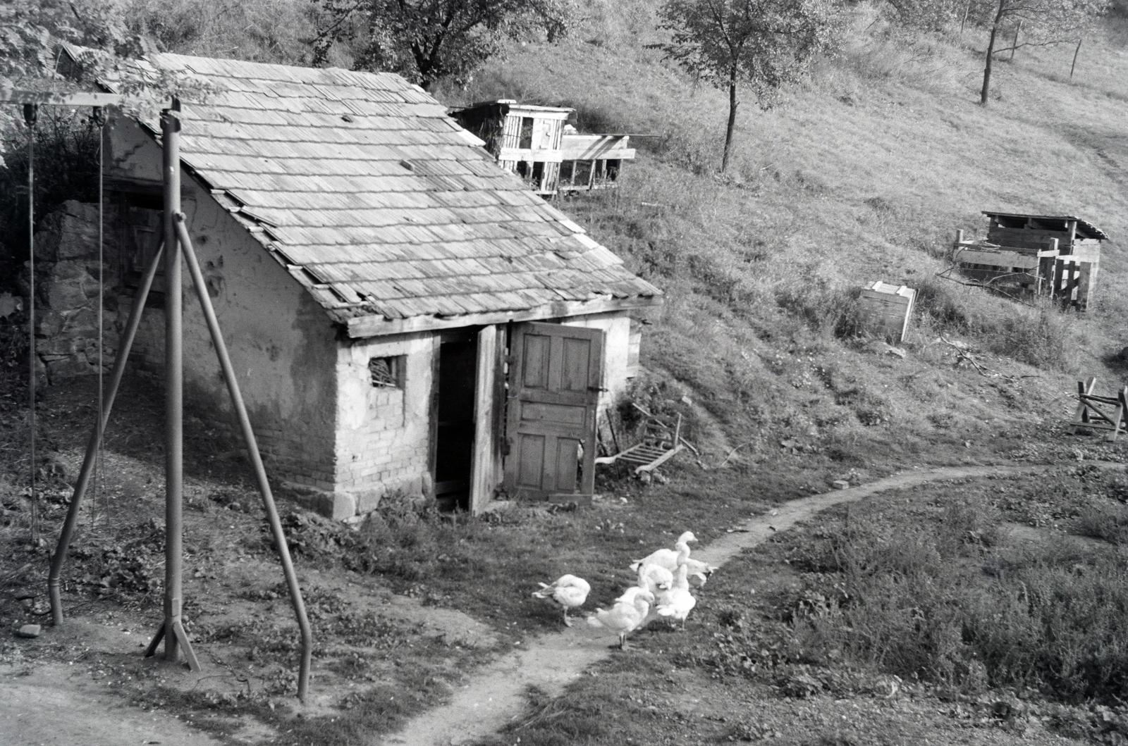 1953, Gara Andor, kalyiba, baromfi, hegyoldal, Fortepan #285466