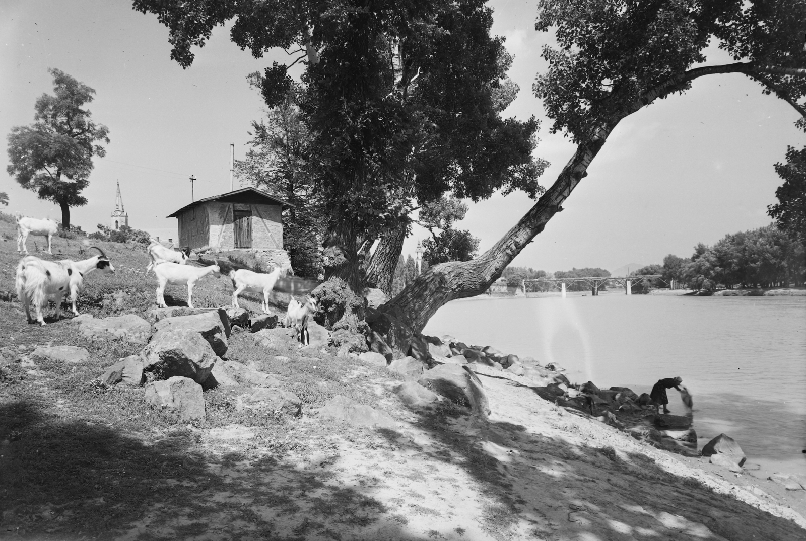 Hungary, Sárospatak, Bodrog-part, balra a Vártemplom tornya látszik, háttérben a Bodrog híd., 1959, Építésügyi Dokumentációs és Információs Központ, VÁTI, goat, shore, Fortepan #28575