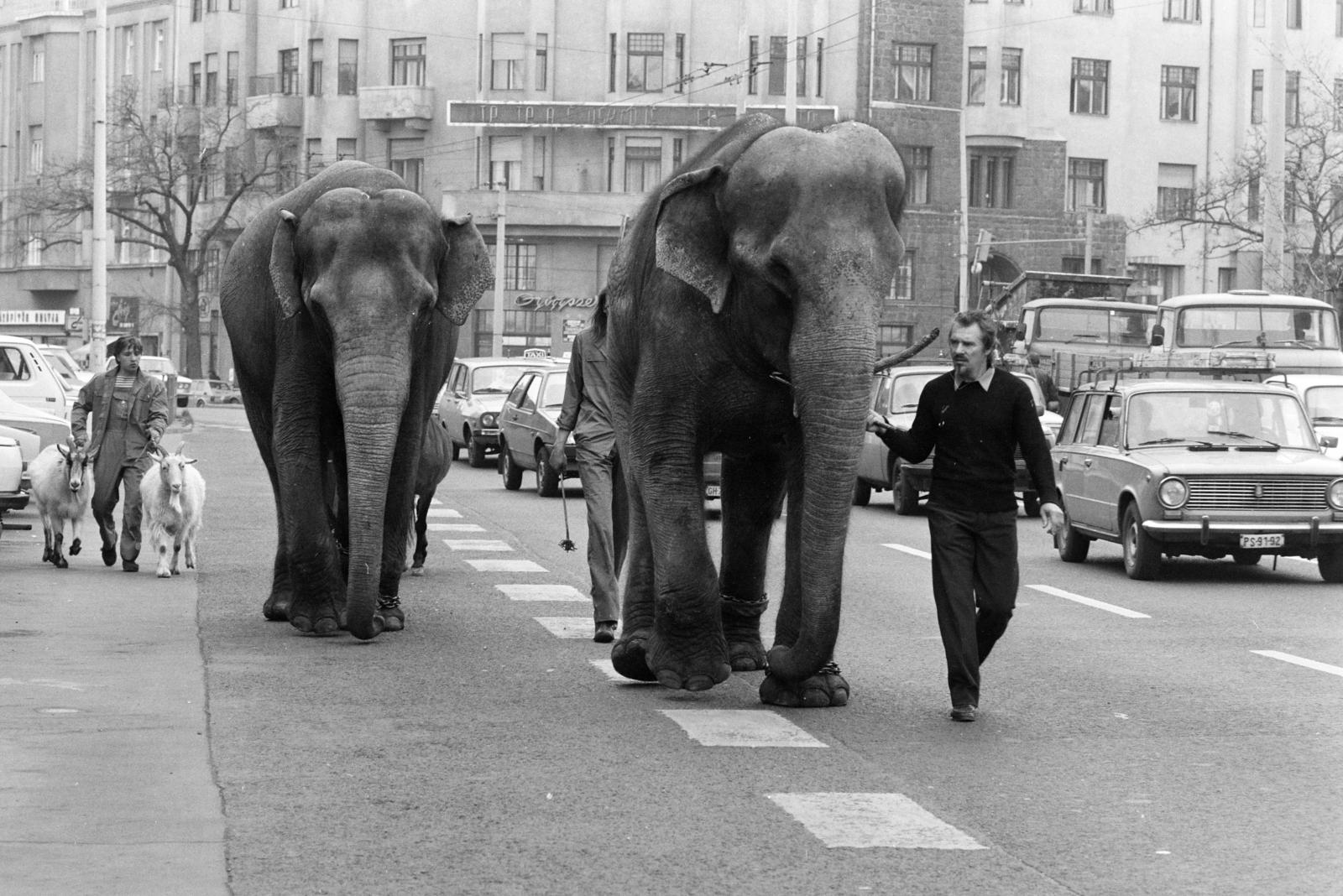Hungary, Budapest XIII., Lehel utca, háttérben balra a Váci út, jobbra a Csanády utca. A Cirkusz Plusssz című új műsor állatszereplőit vezetik a Nyugati pályaudvarról a Fővárosi Nagycirkuszba., 1990, Horváth Péter, number plate, Budapest, Fortepan #286133
