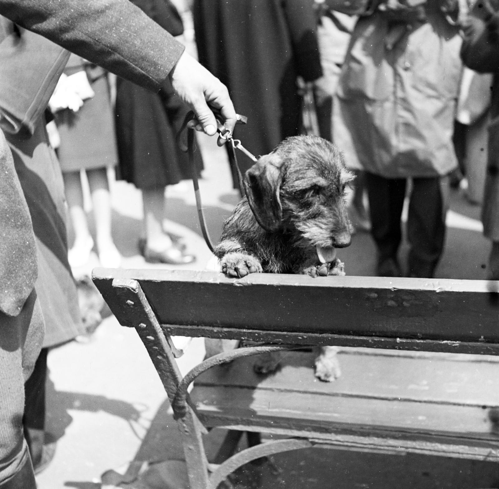 1960, Szentkuthy Ibolya, dog, Fortepan #286967