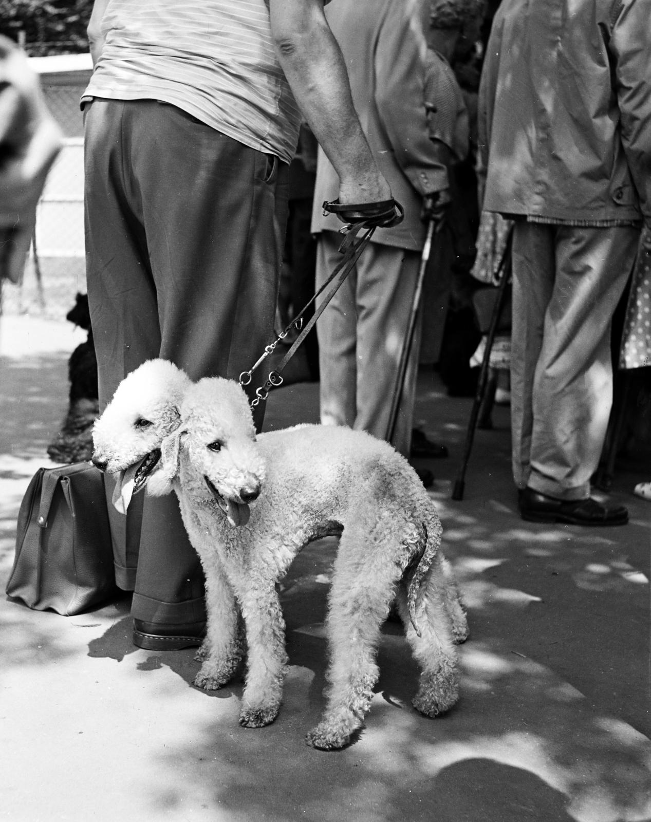 1960, Szentkuthy Ibolya, kutya, Fortepan #286970