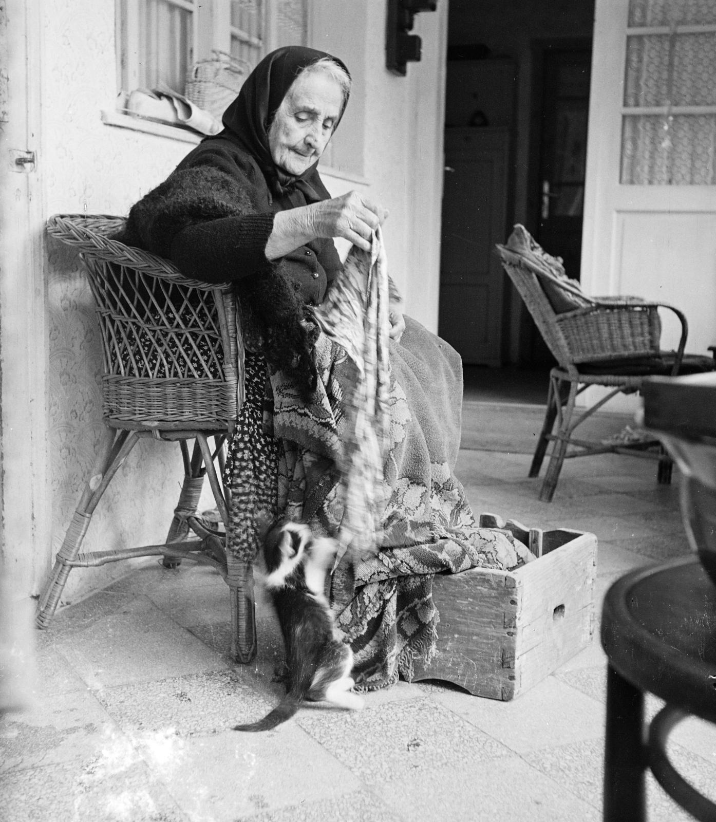 1959, Szentkuthy Ibolya, cat, Fortepan #286991