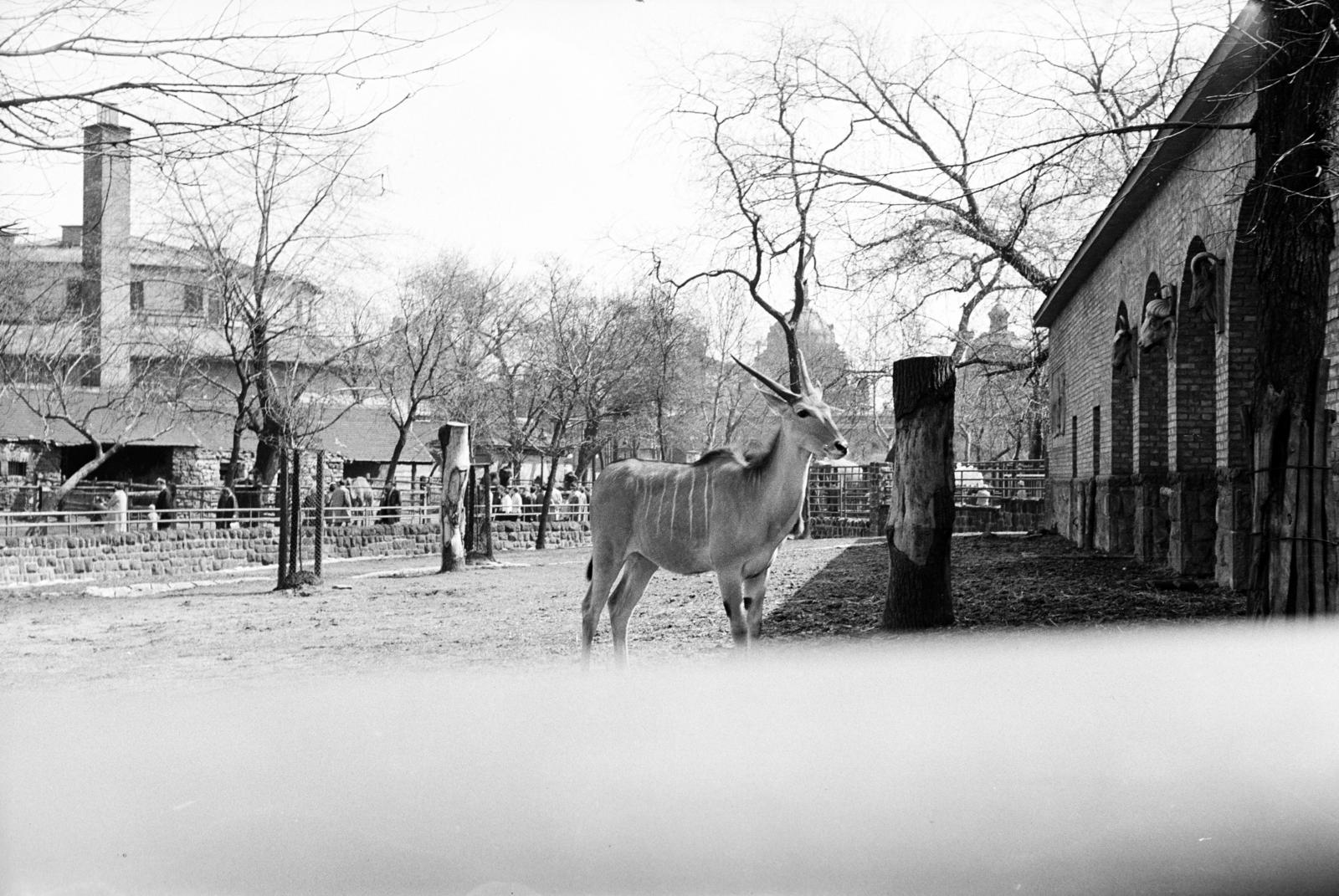 Hungary, Zoo, Budapest XIV., balra a háttérben a Fővárosi Nagycirkusz, szemben a Széchenyi fürdő sziluettje látszik., 1960, Tóth Ákos, antelope, Budapest, Fortepan #287170