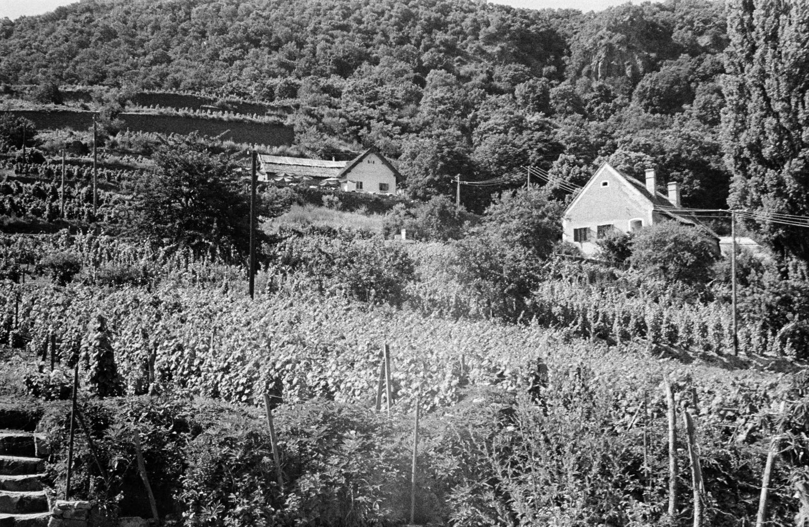Hungary,Lake Balaton, Badacsonytomaj,Badacsony, szemben a Kisfaludy ház, jobbra a Szegedy Róza ház látható., 1967, Liszkay Ferenc, vine hill, Fortepan #287587