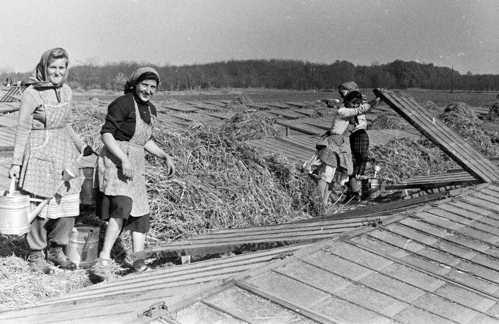 1957, Pécsi család, mezőgazdaság, Fortepan #287738