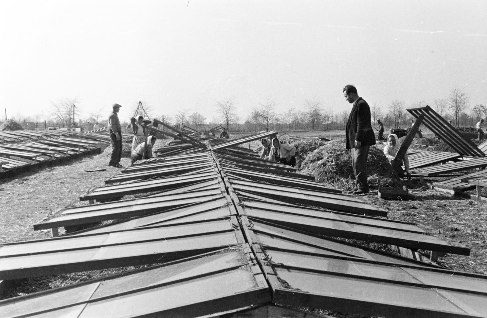 1957, Pécsi család, melegágy, mezőgazdaság, Fortepan #287743