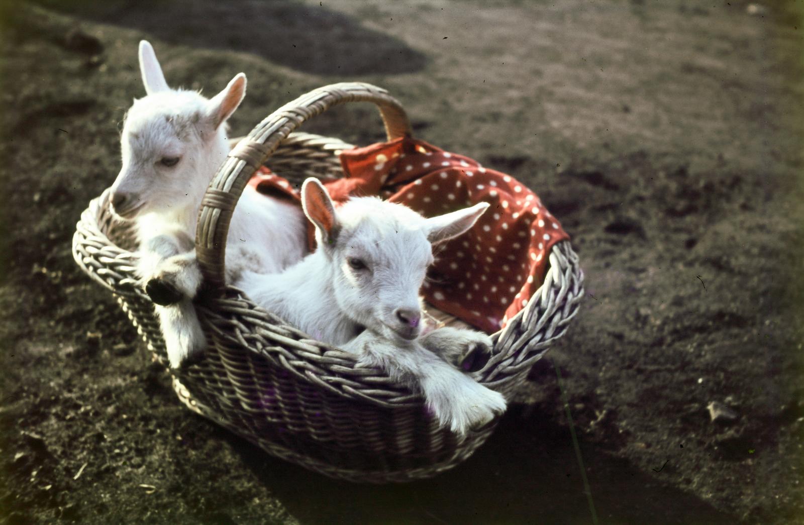 1955, Csaba László örökösei, Best of, colorful, goat, Fortepan #287868