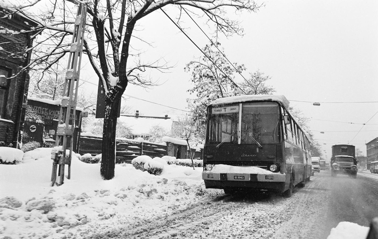1981, Prohászka Imre, rendszám, Ikarus-márka, havas táj, autóbusz, tanulójárat, Fortepan #288836