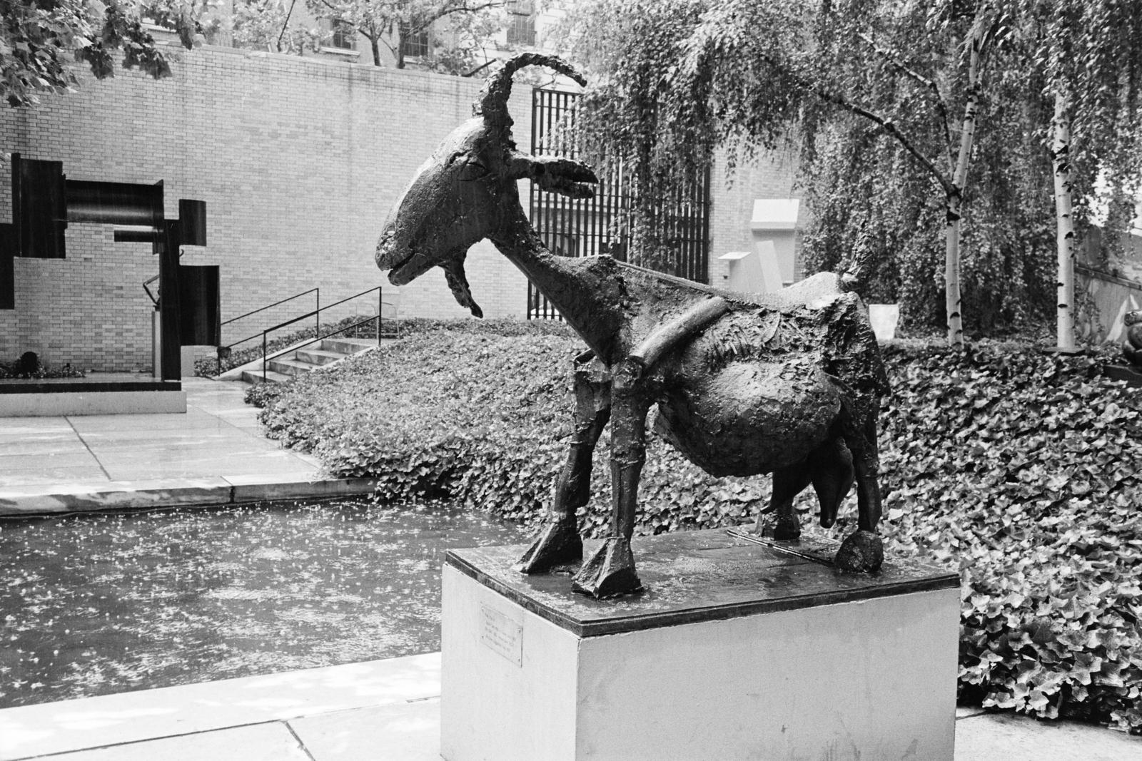 USA, New York, West 53 Street 11., Modern Művészetek Múzeuma (Museum of Modern Art / MoMA), Abby Aldrich Rockefeller Szoborkert. Előtérben Pablo Picasso She-Goat című szobra látható., 1974, Bencseky Mátyás, modern art, Fortepan #289444