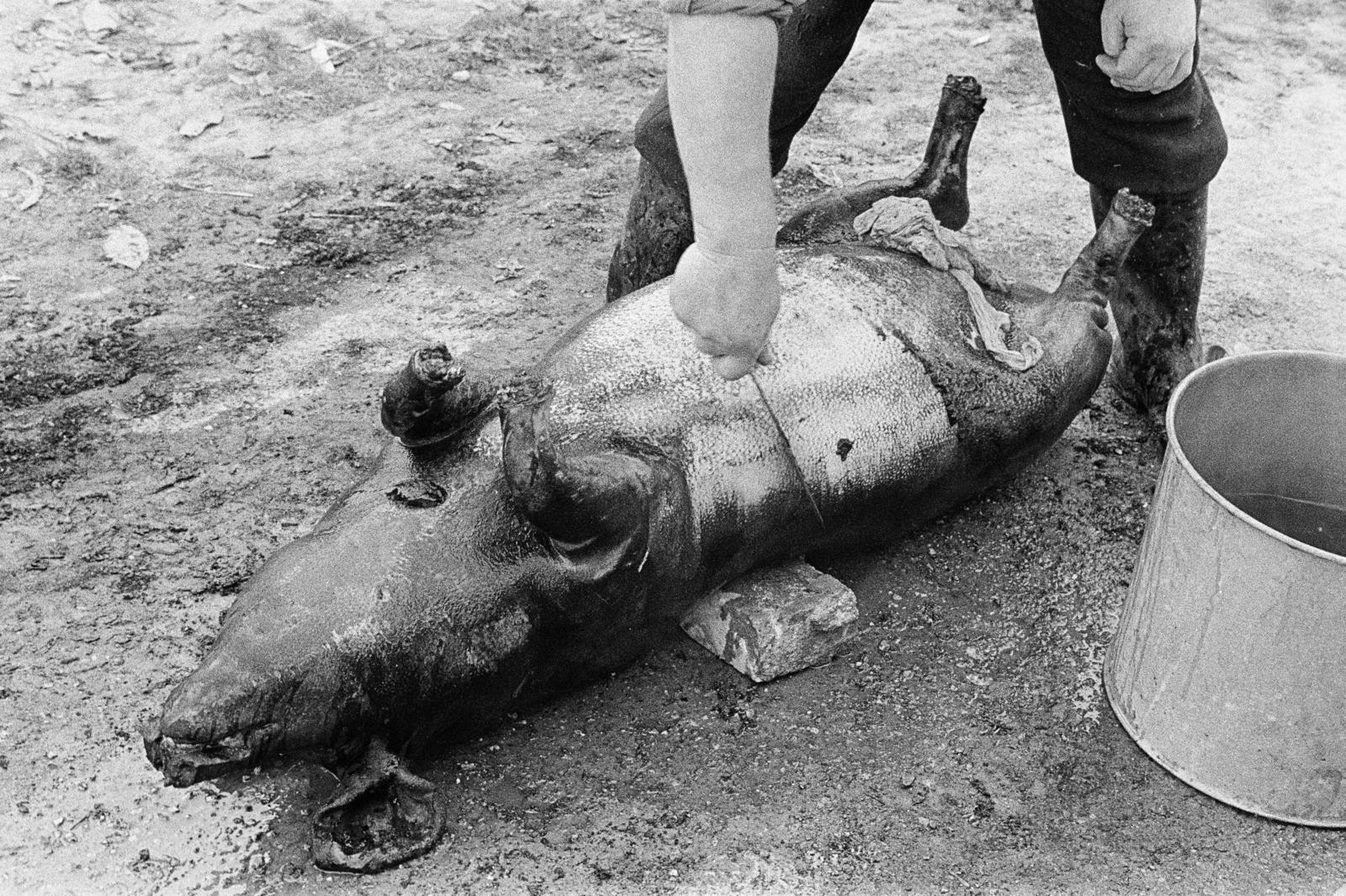 1965, Bencseky Mátyás, pig slaughter, Fortepan #289624