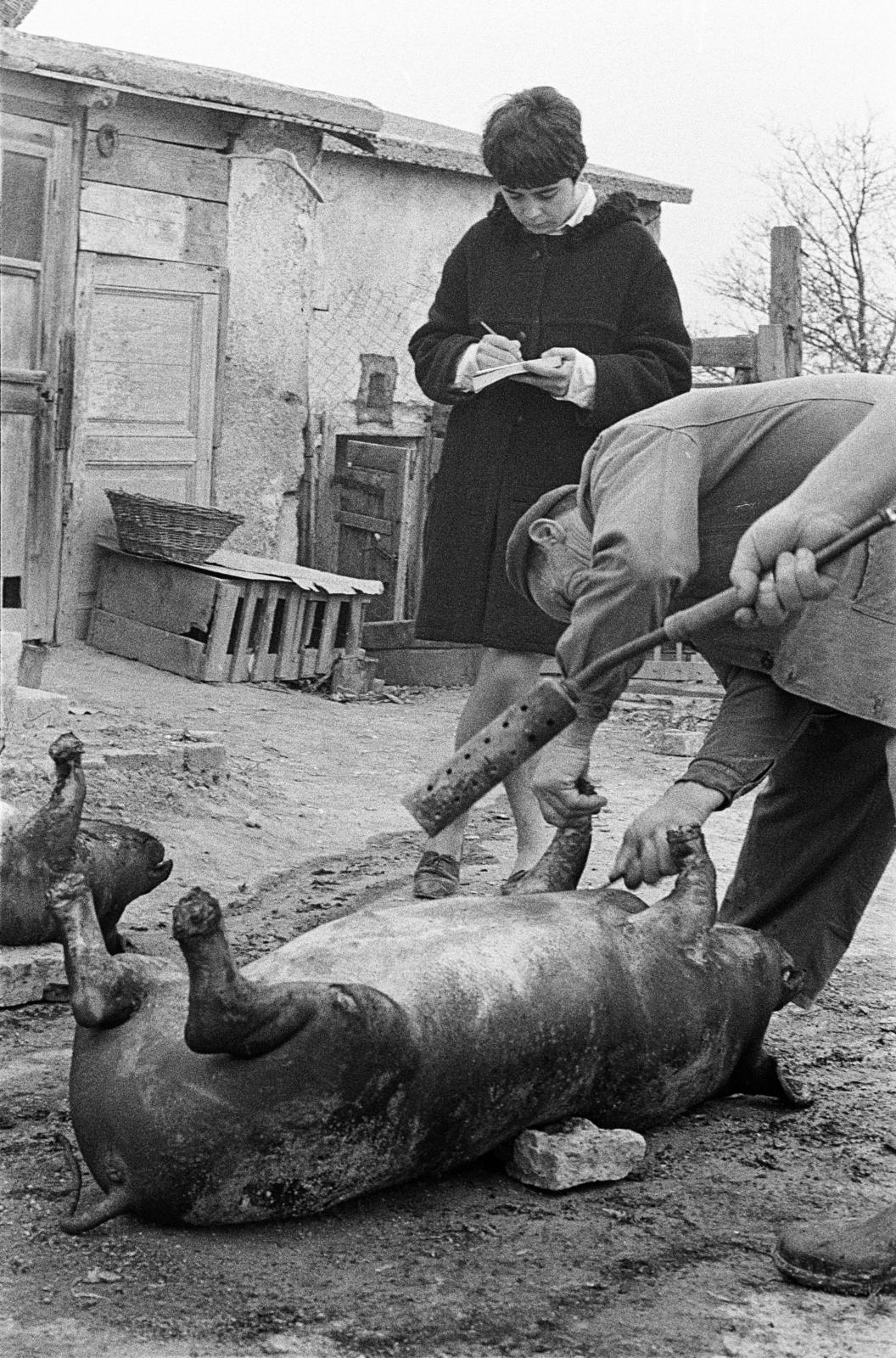1965, Bencseky Mátyás, pig slaughter, Fortepan #289625