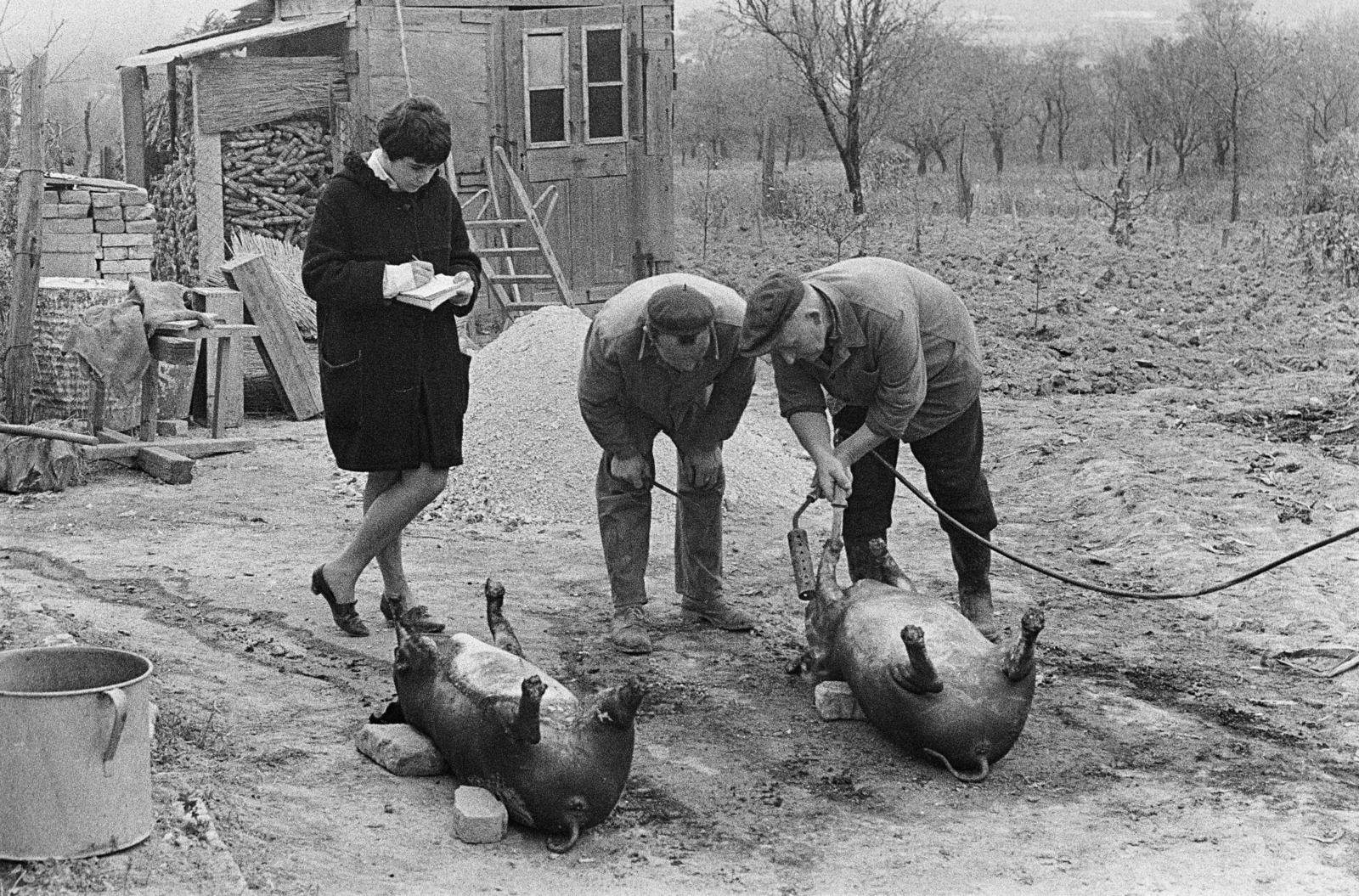1965, Bencseky Mátyás, pig slaughter, Best of, Fortepan #289626