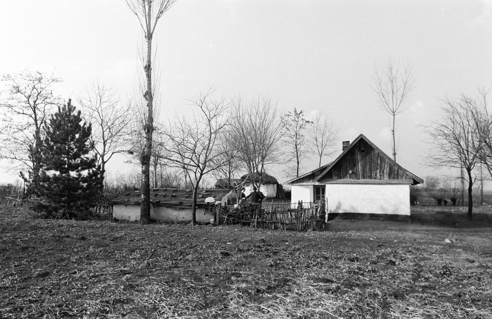 1971, Bencseky Mátyás, farm, pine, Fortepan #289858