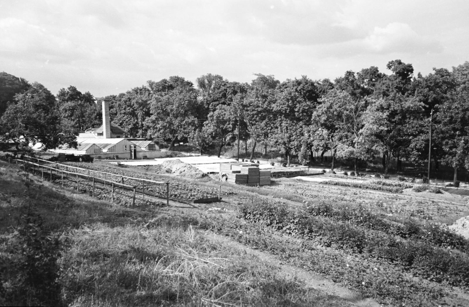 Magyarország, Budapest XII., kertészet a Zugligeti Szent Család-templom mellett., 1955, Hegyvidéki Helytörténeti Gyűjtemény, Budapest, Fortepan #290337