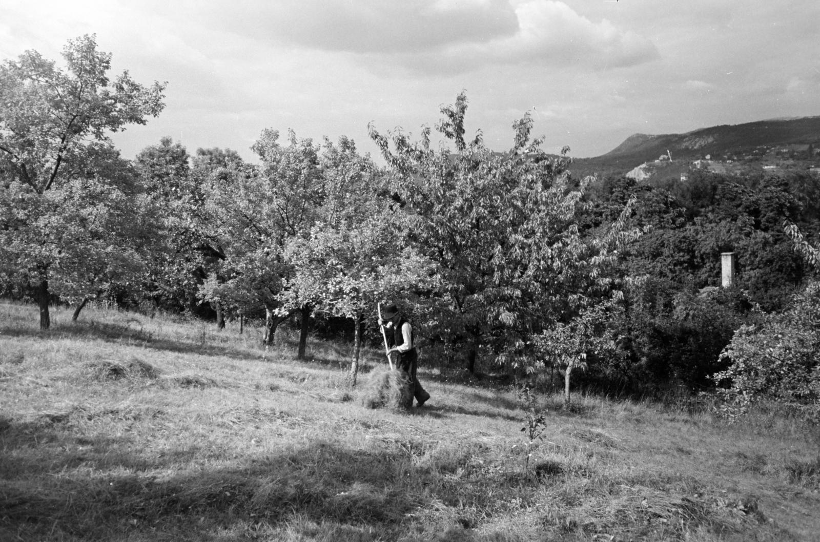 Hungary, Budapest XII., Zugliget, Szarvas Gábor út, gyümölcsös a Szent Család-templom mellett., 1955, Hegyvidéki Helytörténeti Gyűjtemény, Budapest, Fortepan #290338