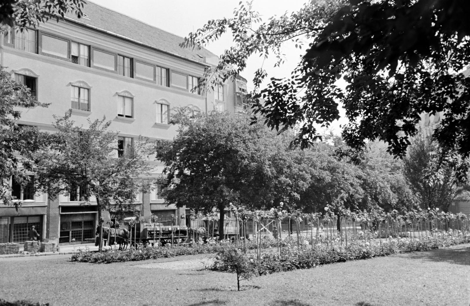 Hungary, Budapest XII., Királyhágó tér, Nemzetközi rózsakert., 1958, Hegyvidéki Helytörténeti Gyűjtemény, Budapest, Fortepan #290664
