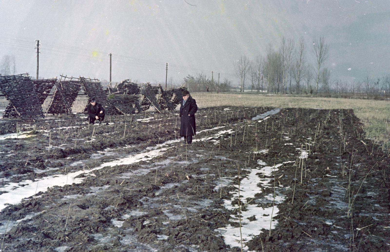 1961, Kovács Gyöngyi, snow-shield, inland excess water, agriculture, Fortepan #291523